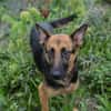 NAYRA  Sanfter Schäferhund-Mix sucht ihre Herzensmenschen