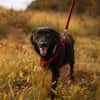 BAILEY ANA  Kleine Frohnatur mit ganz viel Herz