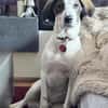 Henry, junger Pointer Mix