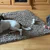 Henry, junger Pointer Mix