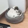Henry, junger Pointer Mix