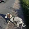 Henry, junger Pointer Mix