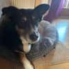 Pearl sucht ein liebevolles Zuhause