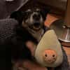 Pearl sucht ein liebevolles Zuhause