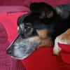 Pearl sucht ein liebevolles Zuhause