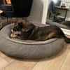 Lemmy sucht ein liebevolles Zuhause