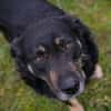 JÜRGEN  Ruhiger und lieber Hundejunge sucht sein Zuhause