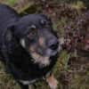 JÜRGEN  Ruhiger und lieber Hundejunge sucht sein Zuhause