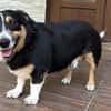 Kuscheliger Merlin sucht Zuhause