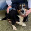 Kuscheliger Merlin sucht Zuhause
