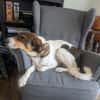 Ruffy sucht ein hundeerfahrenes Zuhause