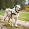 Bootsmann sucht hundeerfahrenes Zuhause