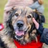 Kircho sucht ein liebevolles Zuhause