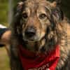 Kircho sucht ein liebevolles Zuhause