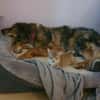 Kircho sucht ein liebevolles Zuhause