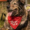 Kircho sucht ein liebevolles Zuhause