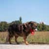 Kircho sucht ein liebevolles Zuhause