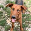 PETAR  Ein lieber Kerl mit Jagdhund-Charme