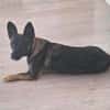 Abby W ~ 3 J sucht ihren Platz als Einzel Prinzessin