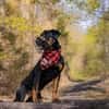 Foxy-Charakterhund sucht klare Führung