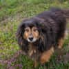 LENNOX  Vom schüchternen Tierheimhund zum echten Schmuser