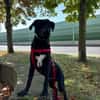 Fio sucht hunderefahrenes Zuhause