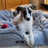 Winny sucht ein ruhiges Zuhause