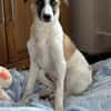 Winny sucht ein ruhiges Zuhause