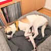 Winny sucht ein ruhiges Zuhause