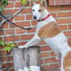 Harley sucht sein Für-immer-Zuhause