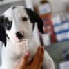 Goldiger Salvo sucht Zuhause
