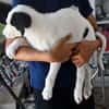 Goldiger Salvo sucht Zuhause
