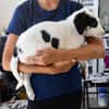 Goldiger Salvo sucht Zuhause