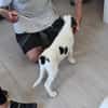 Goldiger Salvo sucht Zuhause