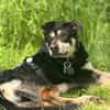 Best Buddy sucht Zuhause