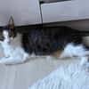 Jack, fröhlicher Schmusekater, ca. 1 Jahr