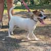 Pitufa sucht ihre Familie