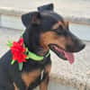 LOLA (MARTINA)