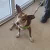 DOBBY (Maria)