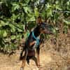 DOBBY (Animalea)