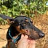 DOBBY (Animalea)