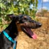 DOBBY (Animalea)