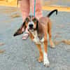 CHARLIE (France)