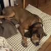 CHARLIE (France)