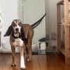 CHARLIE (France)