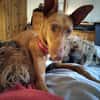 ALFIE (Maria)