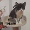 HUGOLIN