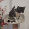 HUGOLIN