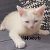 HUMBERTO