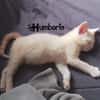 HUMBERTO
